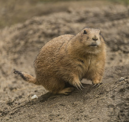 Ground squirrel in spring day eating vegetable