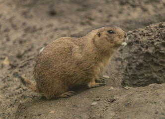 Ground squirrel in spring day eating vegetable