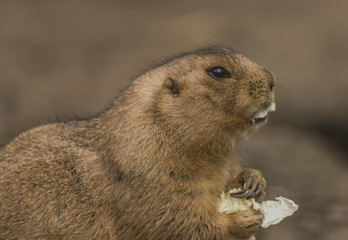 Ground squirrel in spring day eating vegetable