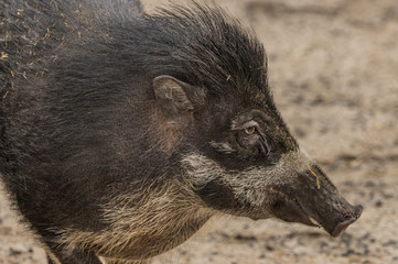 Visayan warty pig in ZOO Decin