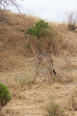 A Single Giraffe Walking in Tarangire National Park