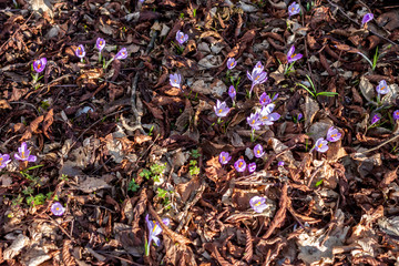 spring violet crocuses in forest