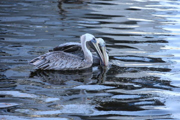 Two Pelicans