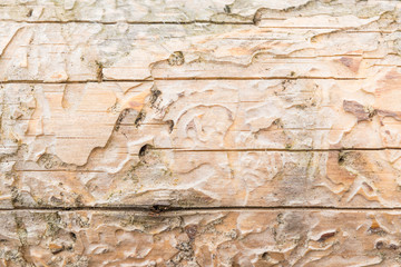 The texture of the old natural wood, the dry spruce log is damaged by small cracks, has a non-uniform color, the traces of the bark beetles are barked, close-up, the abstract background