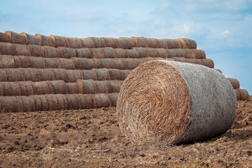 Organic roll up hay bale of the field