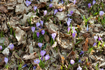 spring violet crocuses and snowdrops in forest