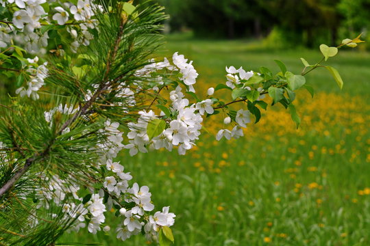 branch of Apple tree blossoms on a background of green field with yellow dandelions.