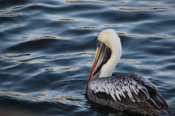 Pelican2