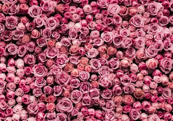 Poster de jardin Roses fond de mur de fleurs avec des roses incroyables