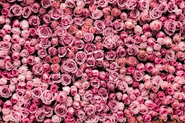 Fotobehang Rozen bloemen muur achtergrond met geweldige rozen