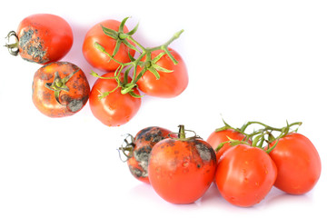 Rotten  tomatoes on white background