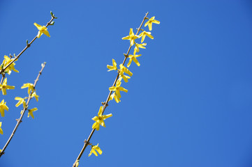 yellow forsythia flower blooming in spring