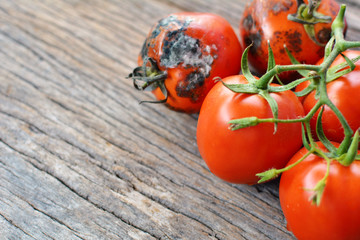 Rotten group of tomato on old wood background, selective and soft focus