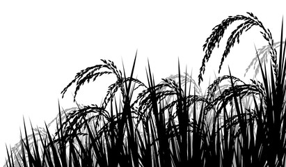 Rice ripe for harvest