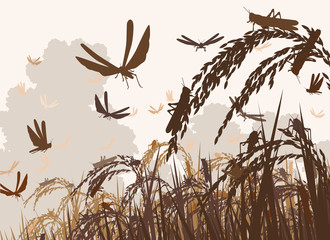 Swarming locusts - obrazy, fototapety, plakaty