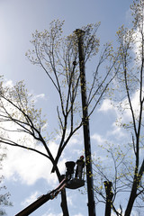 outdoor worker cut tree branches on the crane platform 