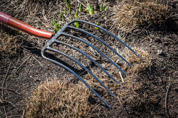 closeup of pitch fork laying in dirt and thatched grass with new green growth starting to emerge from soil in early spring