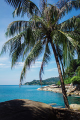 Obraz na płótnie Canvas Rocky shore with the palm. Vertical shot of the palm placed on a rocky beach.
