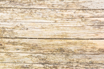 The texture of the old natural wood, the log of the poplar is damaged by large cracks, has a non-uniform color, the beetles are barked, close-up, the abstract background