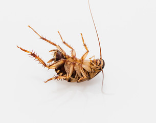 cockroach on white background