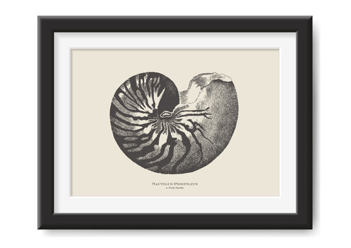 retro vector illustration: vintage drawing of a nautilus - beautiful sea / ocean themed graphic design element, perfect for posters or other print projects
