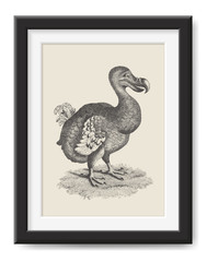 retro illustration: vintage drawing of a dodo bird - poster print or (funny) graphic design element