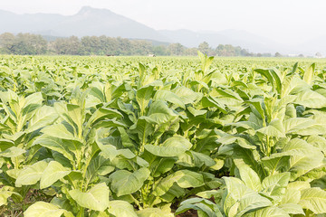 Fototapeta na wymiar Field Nicotiana tabacum