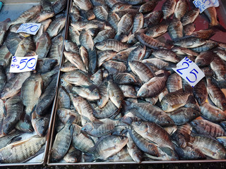 Fototapeta premium Fresh fishes