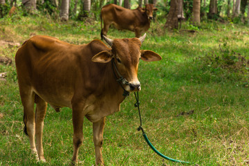 Cow