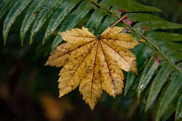 Look beyond to see nature on a rainy day.