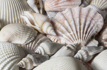 Different shells bright background
