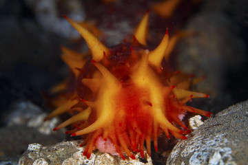 Giant California Sea Cucumber