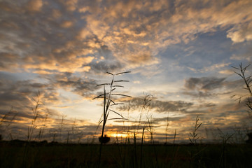 Obraz premium Silhouette grass under Evening sky with nimbus cloud at sunset and twilight time.