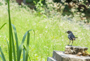 Oriental Magpie-Robin