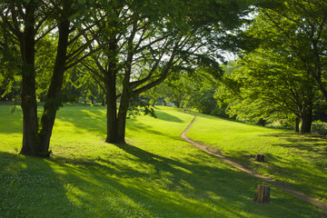 Obraz premium 公園 新緑