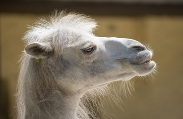 Fototapeta premium Trampeltier