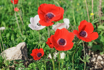 Fototapeta premium Red anemones
