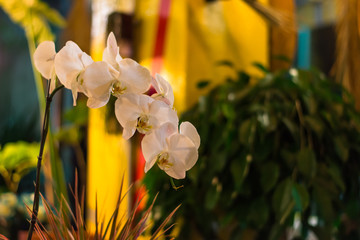 Pink orchid