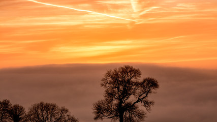 Fototapeta na wymiar Silhouetted Tree A against Sunrise Sky in Golden Hour