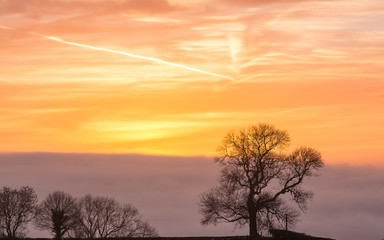 Fototapeta na wymiar Silhouetted Tree C against Sunrise Sky in Golden Hour