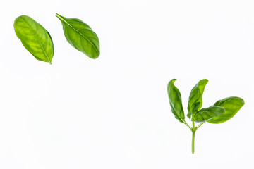 fresh basil leaves isolated on white background