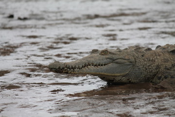 Crocodile in swamp