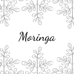 Moringa oleifera, medicinal plant. Hand drawn botanical sketch illustration, border. Template, banner.