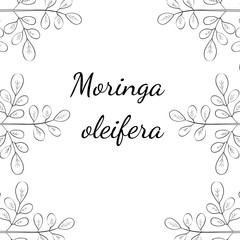 Moringa oleifera, medicinal plant. Hand drawn botanical sketch illustration, border. Template, banner.