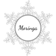 Moringa oleifera, medicinal plant. Hand drawn botanical sketch illustration, frame. Template, banner.
