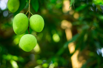 mango on tree