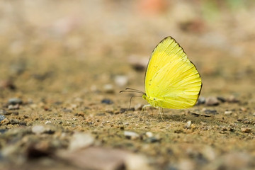 yellow butterfly 