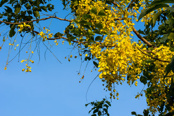 Cassia fistula