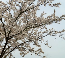 Obraz premium Spring tree