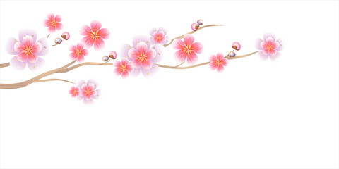 Branch of Sakura isolated on white background. Apple-tree flowers. Cherry blossom. Vector 
